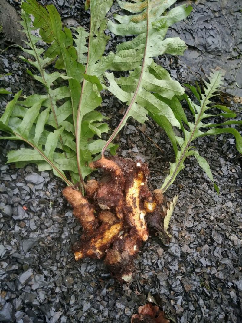 骨碎补采摘至大山野生鲜货