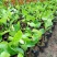 榴莲蜜苗树新品种果树苗南方种植菠萝蜜苗四季水果树苗盆栽