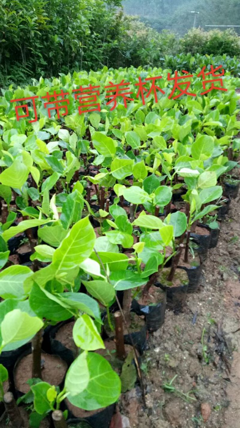 榴莲蜜苗树新品种果树苗南方种植菠萝蜜苗四季水果树苗盆栽