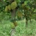 榴莲蜜苗树新品种果树苗南方种植菠萝蜜苗四季水果树苗盆栽