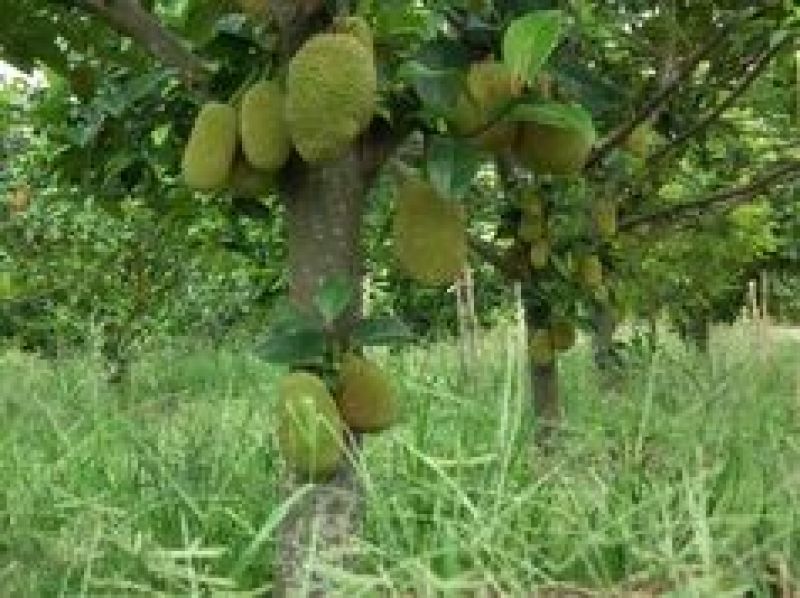 榴莲蜜苗树新品种果树苗南方种植菠萝蜜苗四季水果树苗盆栽