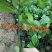 榴莲蜜苗树新品种果树苗南方种植菠萝蜜苗四季水果树苗盆栽