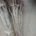 大红袍板栗苗50~80cm规格齐全保湿邮寄