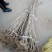 大红袍板栗苗50~80cm规格齐全保湿邮寄