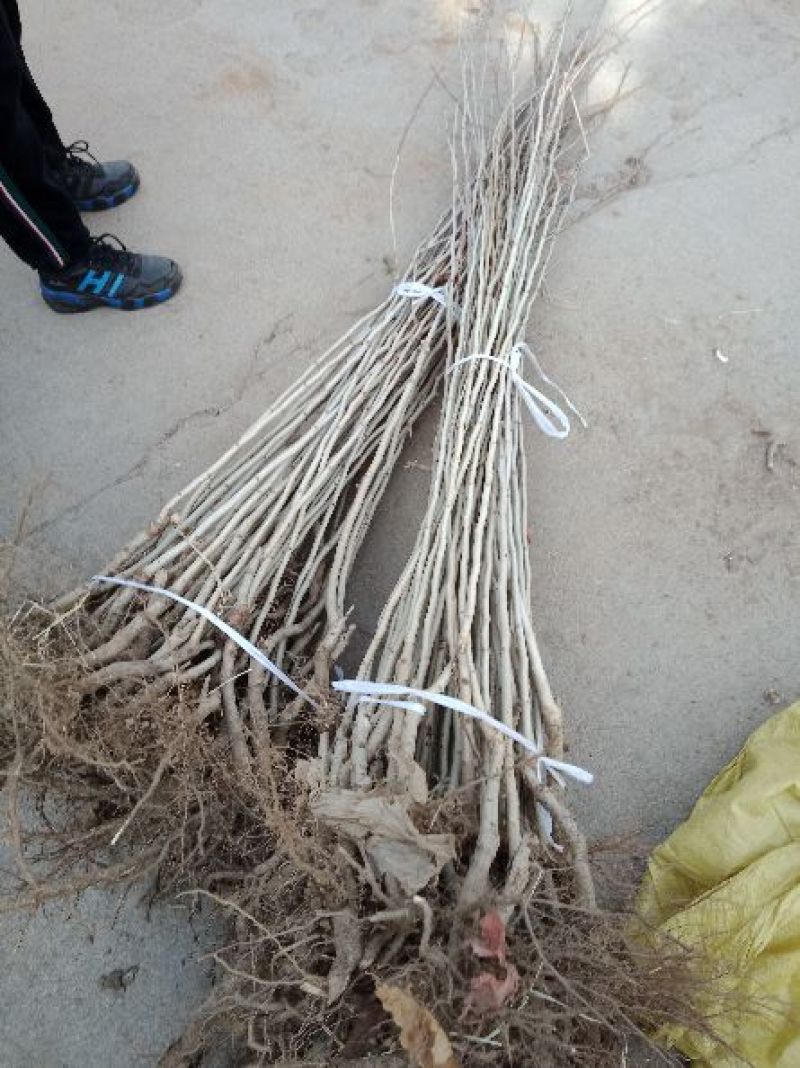大红袍板栗苗50~80cm规格齐全保湿邮寄