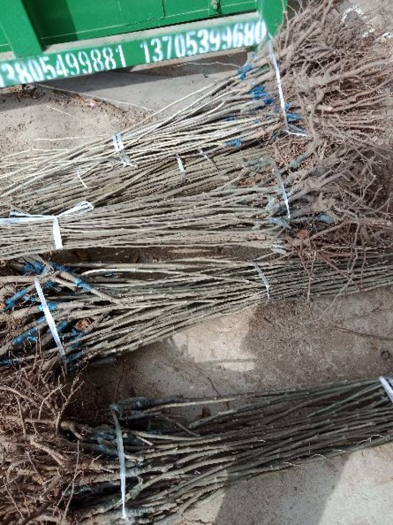 大红袍板栗苗50~80cm规格齐全保湿邮寄