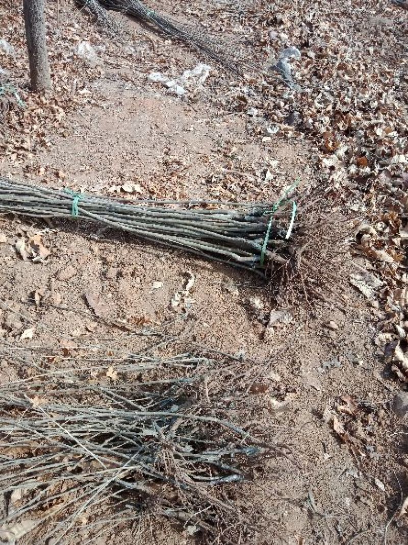 大红袍板栗苗50~80cm规格齐全保湿邮寄