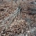 大红袍板栗苗50~80cm规格齐全保湿邮寄