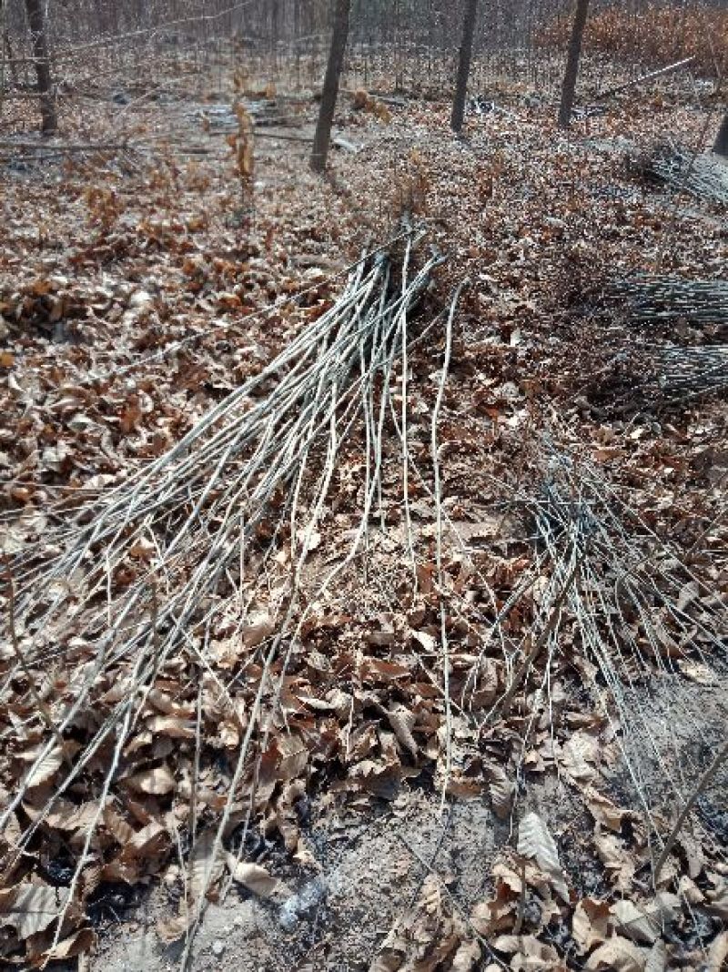 大红袍板栗苗50~80cm规格齐全保湿邮寄