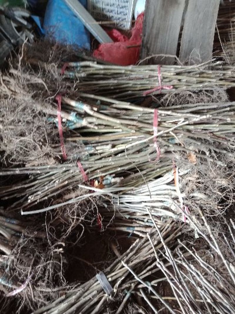大红袍板栗苗50~80cm规格齐全保湿邮寄
