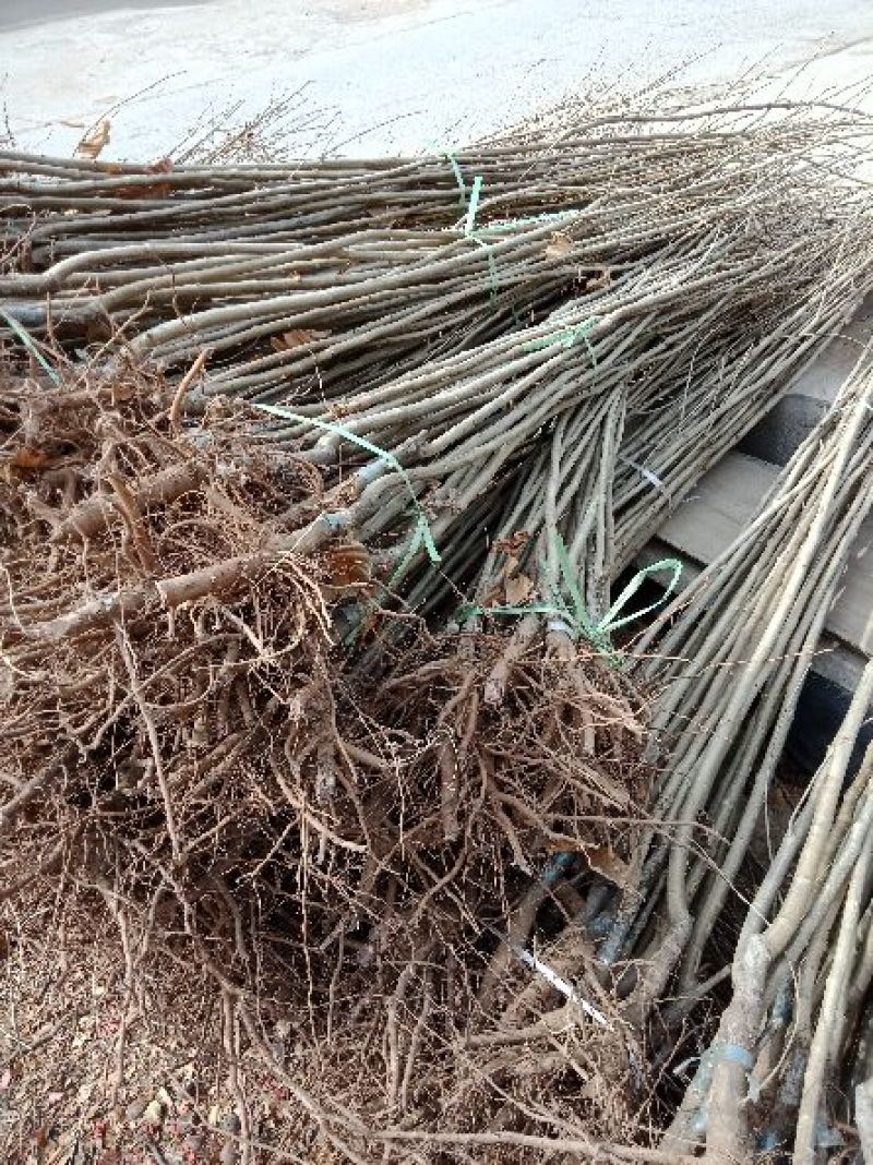 大红袍板栗苗50~80cm规格齐全保湿邮寄