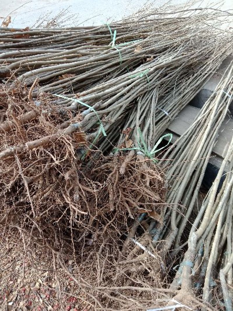 大红袍板栗苗50~80cm规格齐全保湿邮寄
