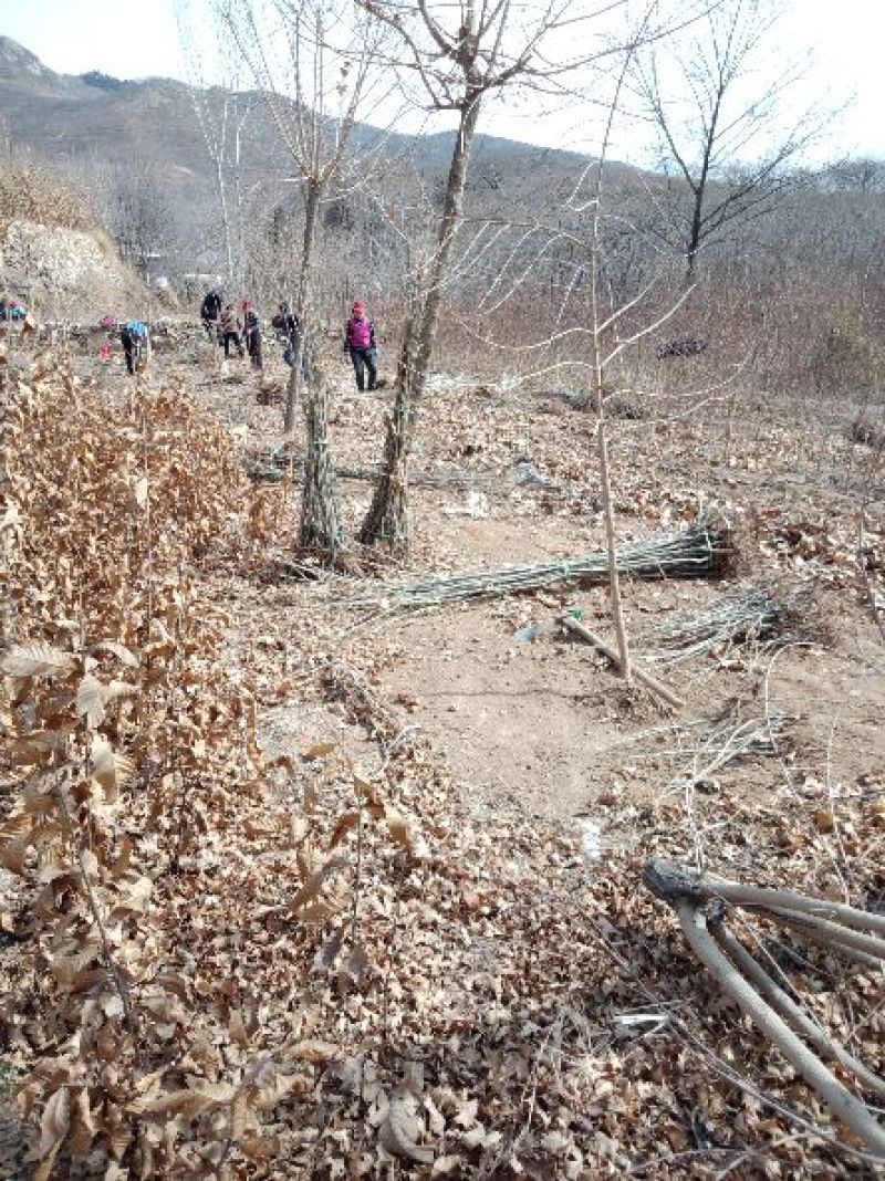 大红袍板栗苗50~80cm规格齐全保湿邮寄
