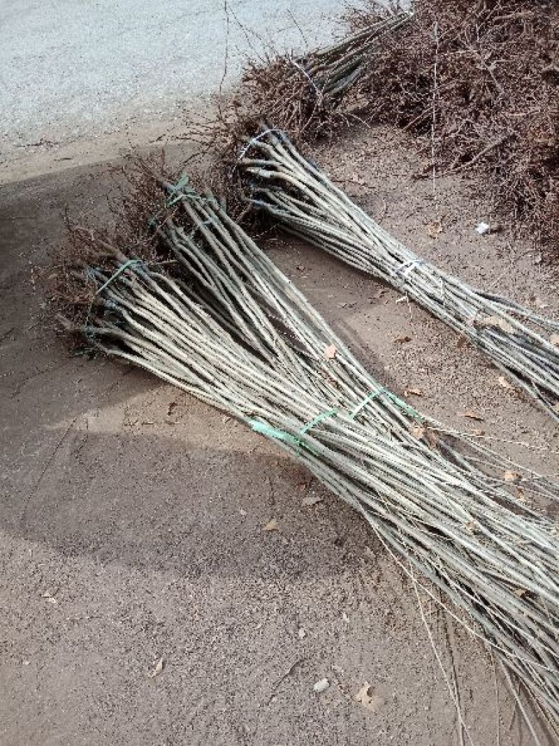 大红袍板栗苗50~80cm规格齐全保湿邮寄