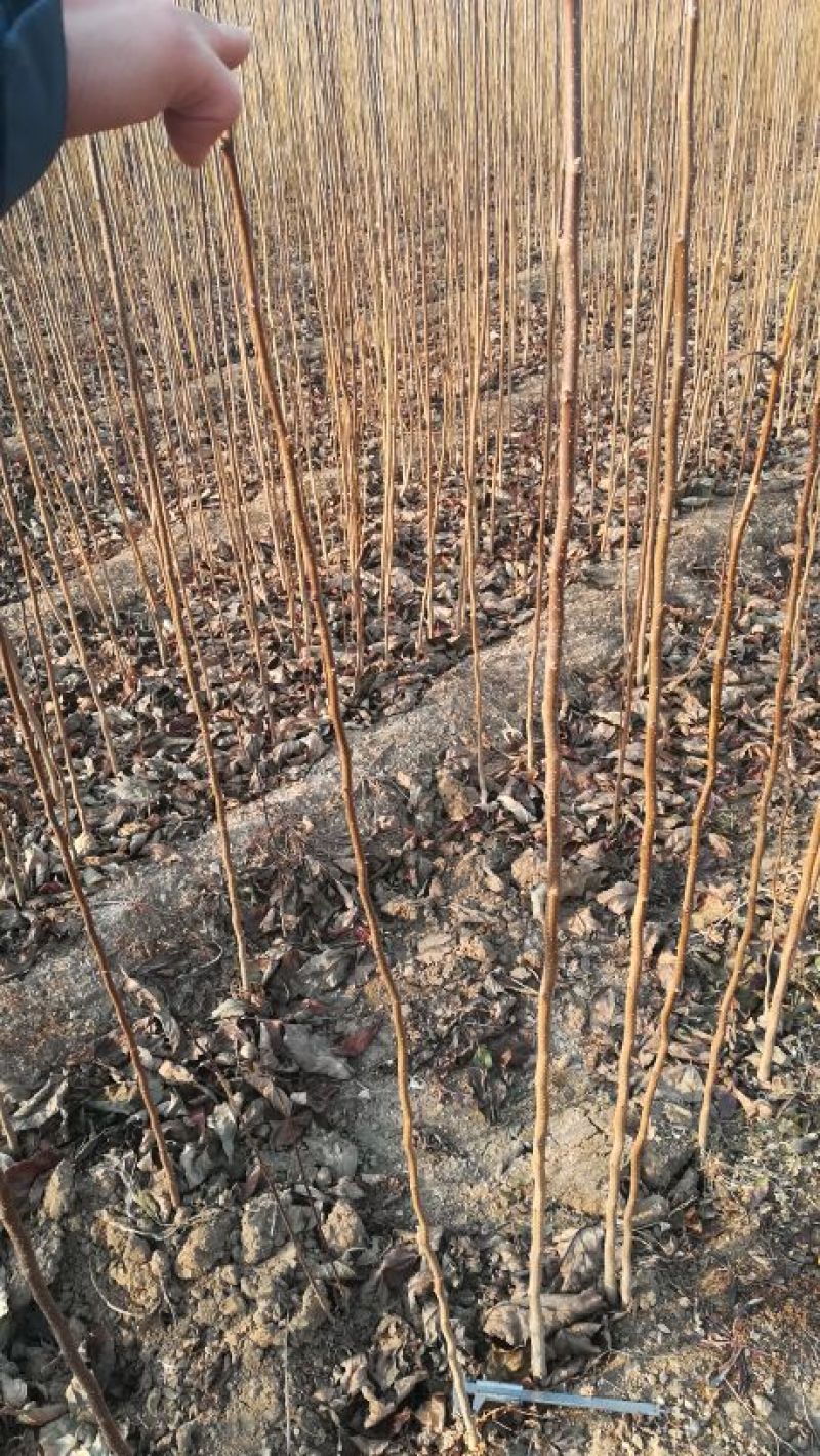 泰安基地各种规格杜仲树免费提供种植技术，质量好成活率高