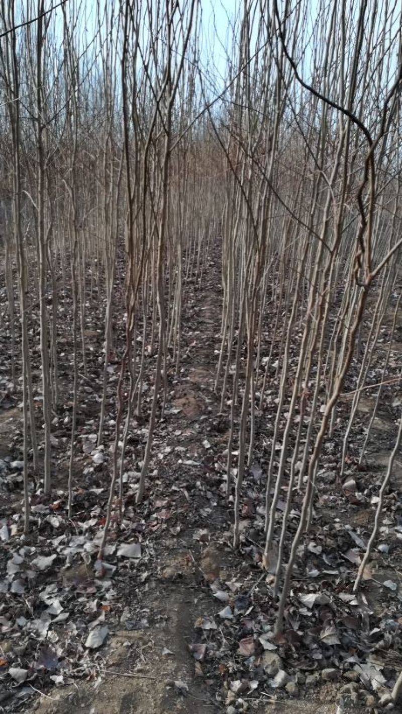 泰安基地各种规格杜仲树免费提供种植技术，质量好成活率高