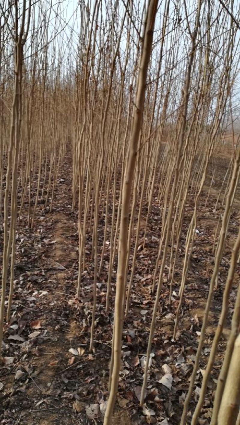 泰安基地各种规格杜仲树免费提供种植技术，质量好成活率高