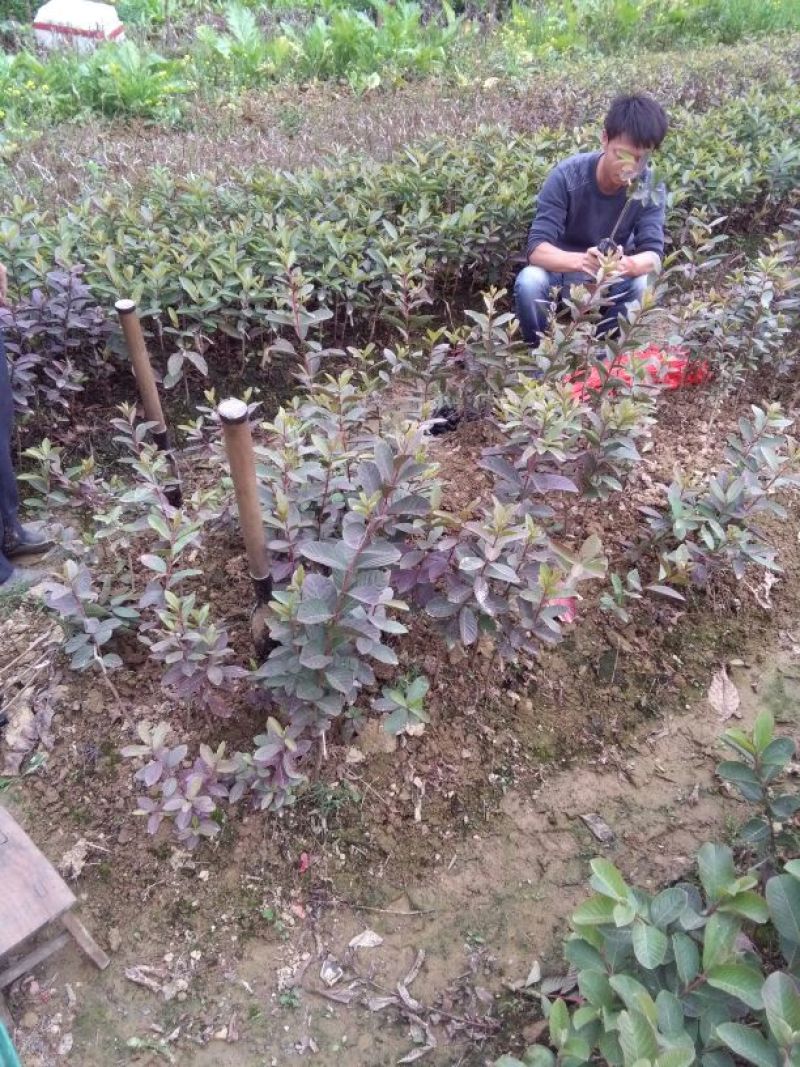 番石榴苗30~50cm
