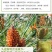 云南头道松花粉马尾松破壁松花粉野生松花粉