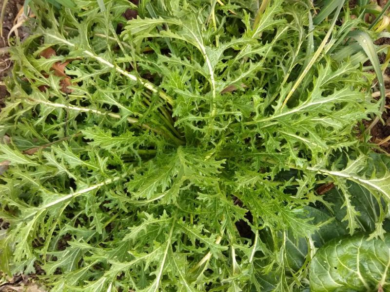 梅干菜农家地里种的雪里蕻腌制纯手工，无添加安全妈妈做的