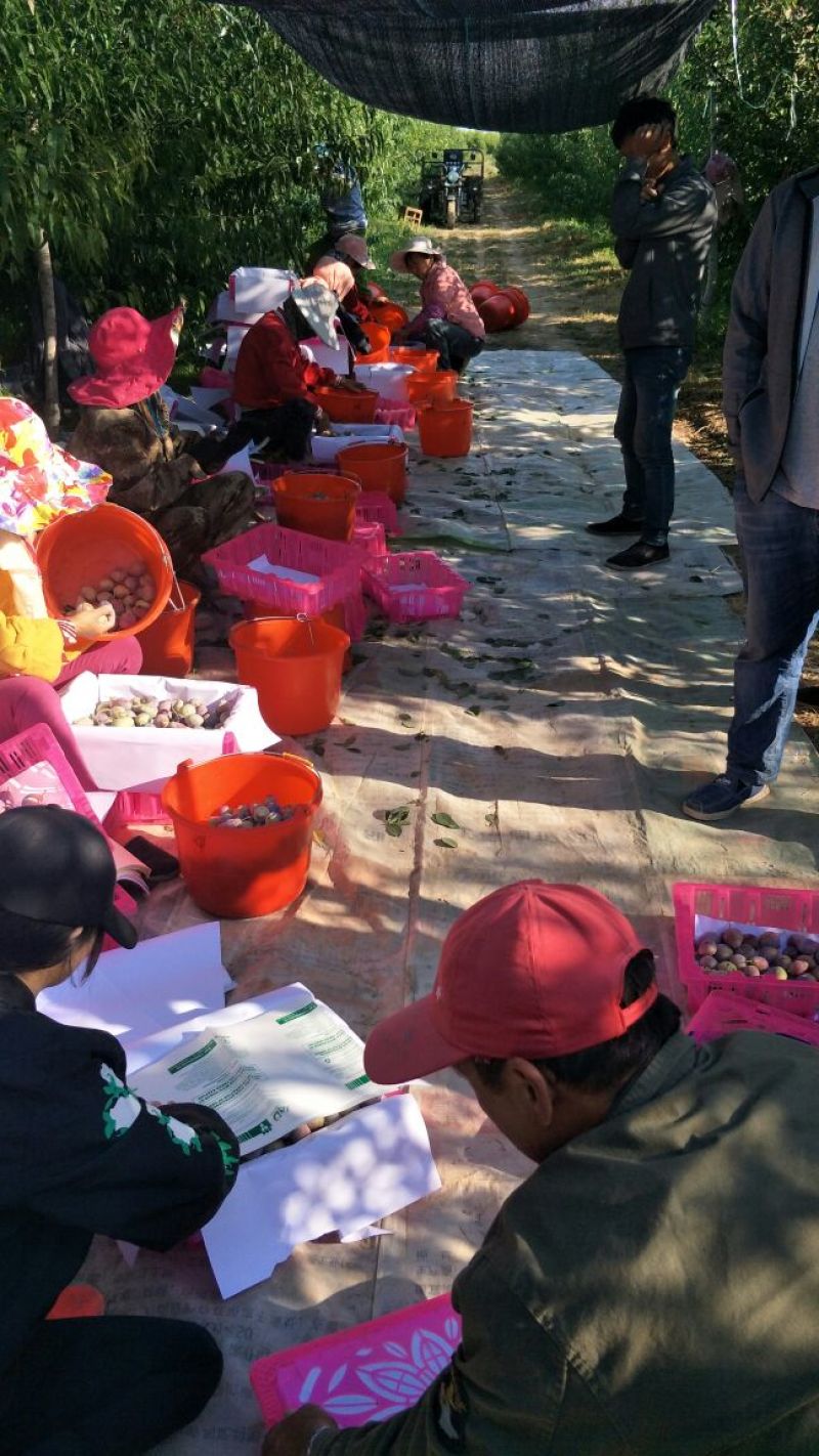 西梅接穗种条西梅法兰西