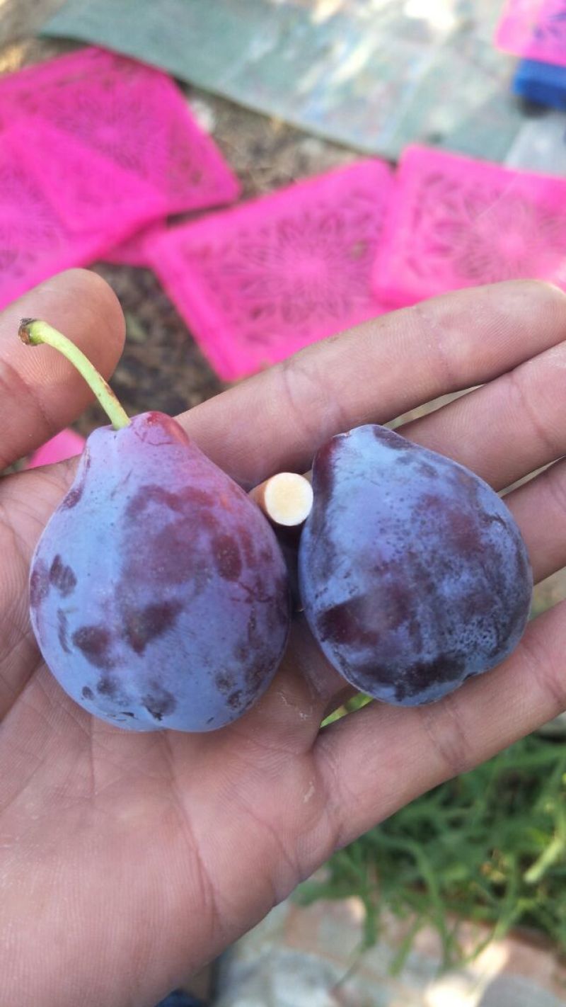 西梅接穗种条西梅法兰西