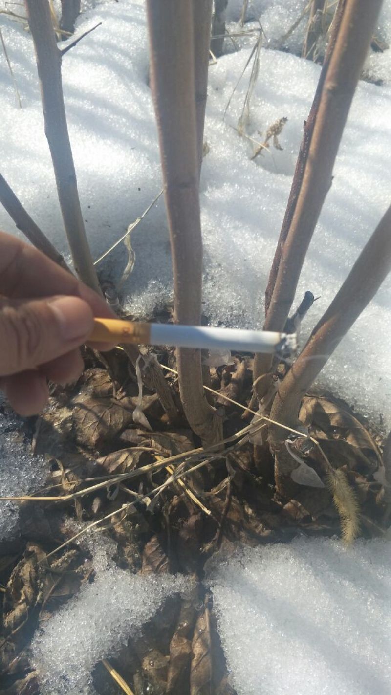 西梅接穗种条西梅法兰西