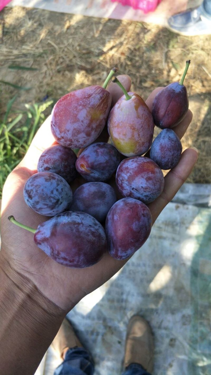 西梅接穗种条西梅法兰西