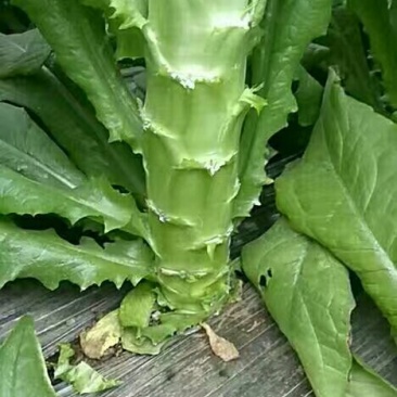 莴苣精品莴苣大量上市