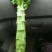 尖叶莴笋精品莴笋大量上市