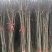 红叶稠李100~150cm