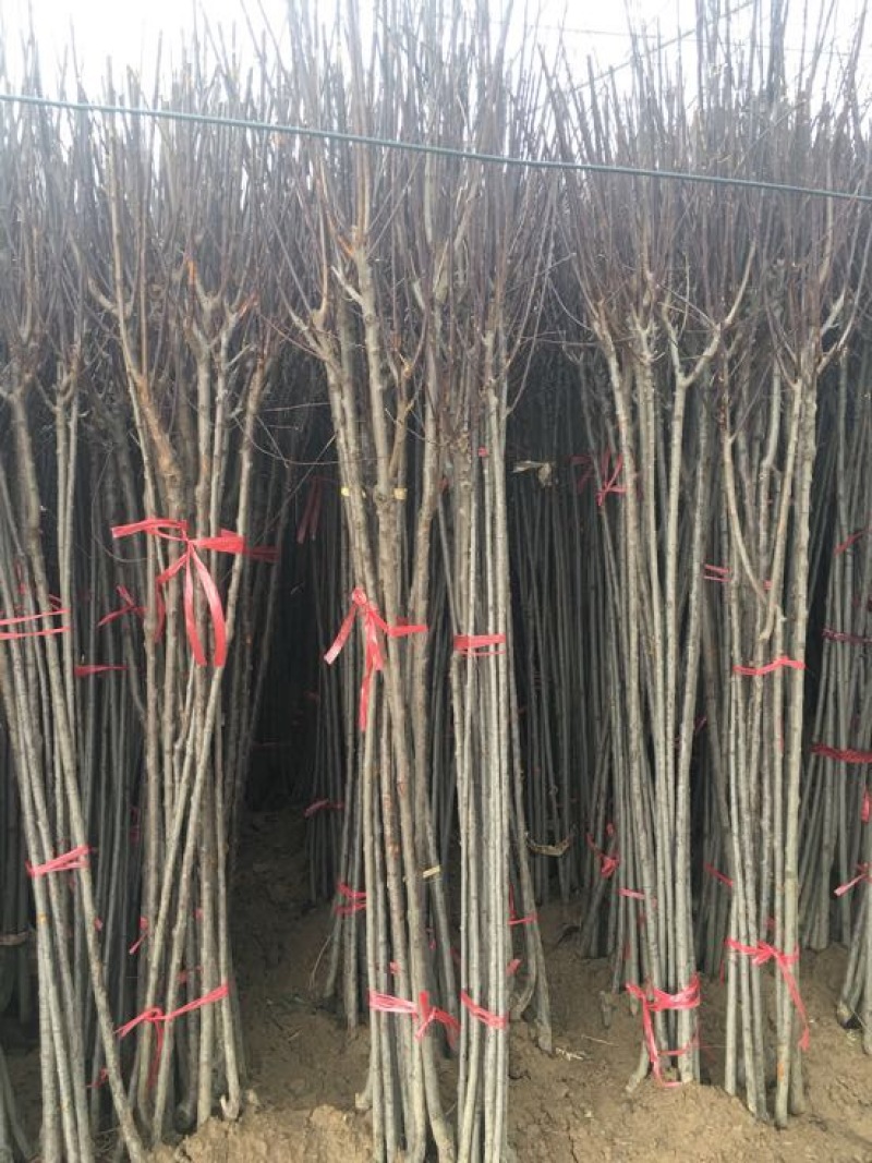 红叶稠李100~150cm