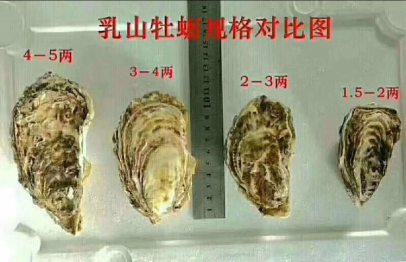 生蚝1两以下自家养殖加工小生蚝批发小包装