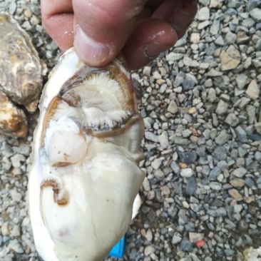 生蚝1两以下自家养殖加工小生蚝批发小包装