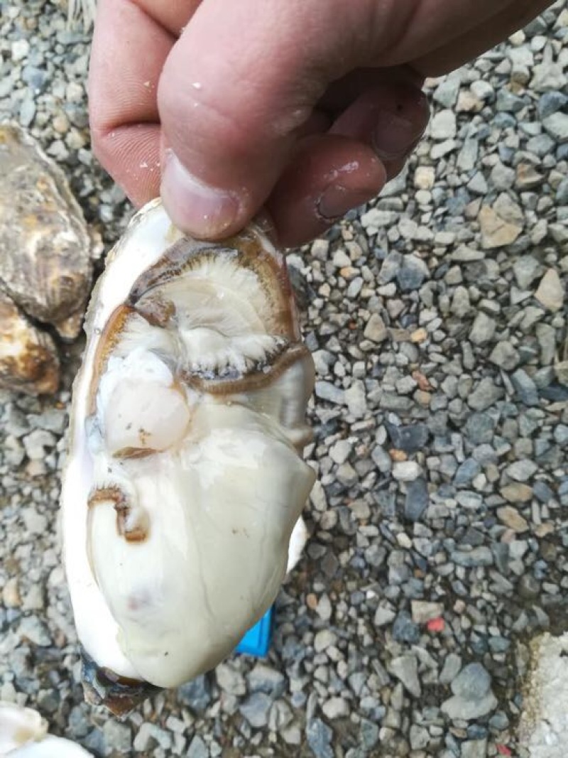 生蚝1两以下自家养殖加工小生蚝批发小包装