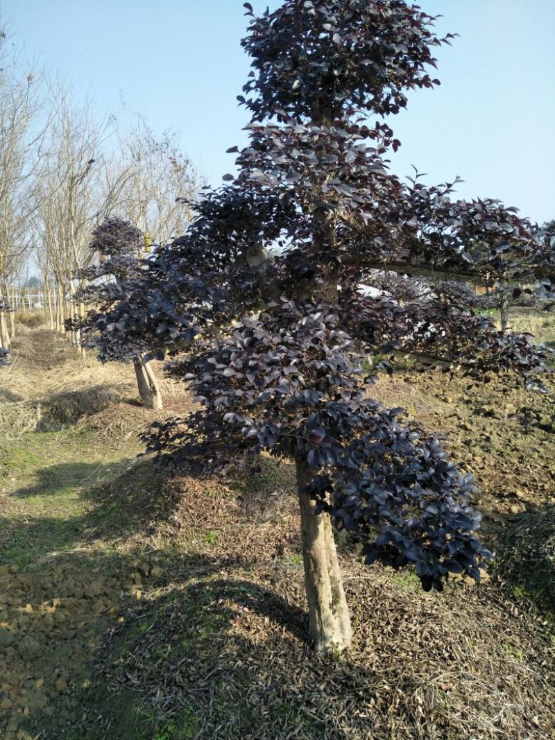 红花继木20cm以上16~18cm1.5~2米