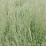 荆芥种子荆芥籽包发芽免费技术指导大货批发