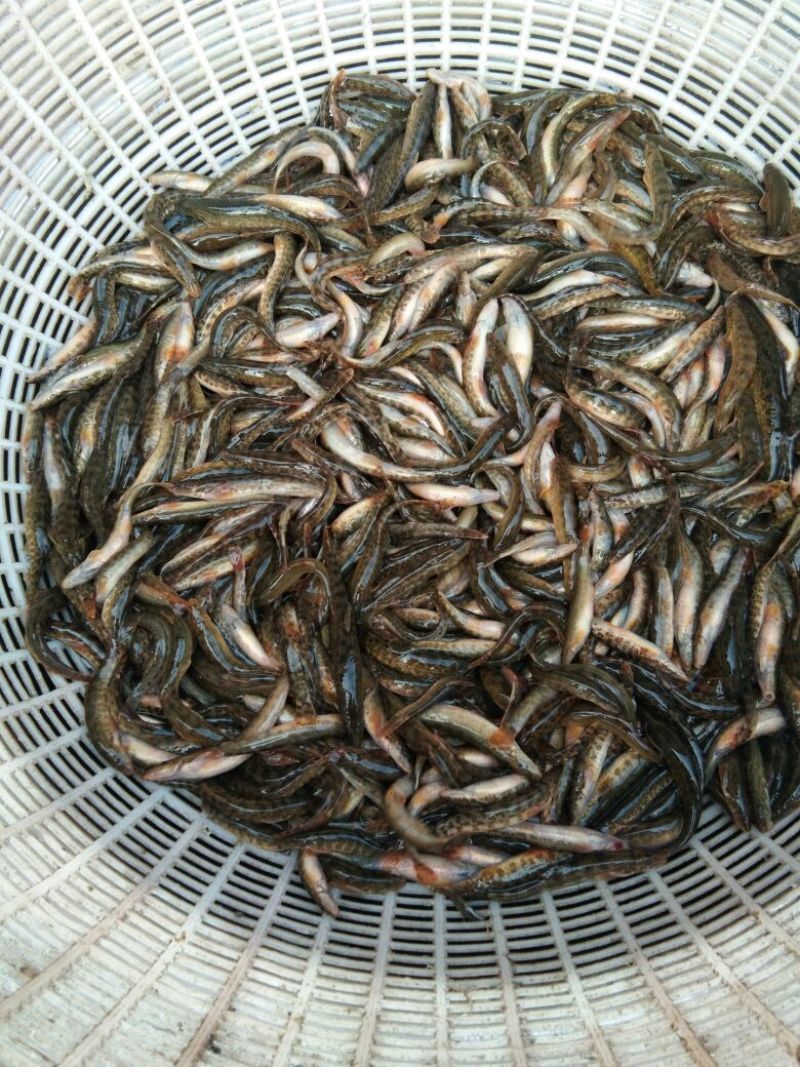 狗鱼