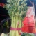 《精品》芹菜,大量上市中，产地发货，质量保证，欢迎选购