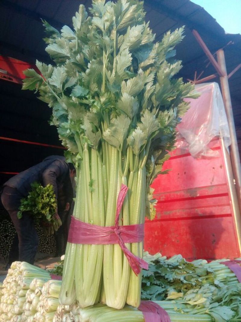 《精品》芹菜,大量上市中，产地发货，质量保证，欢迎选购