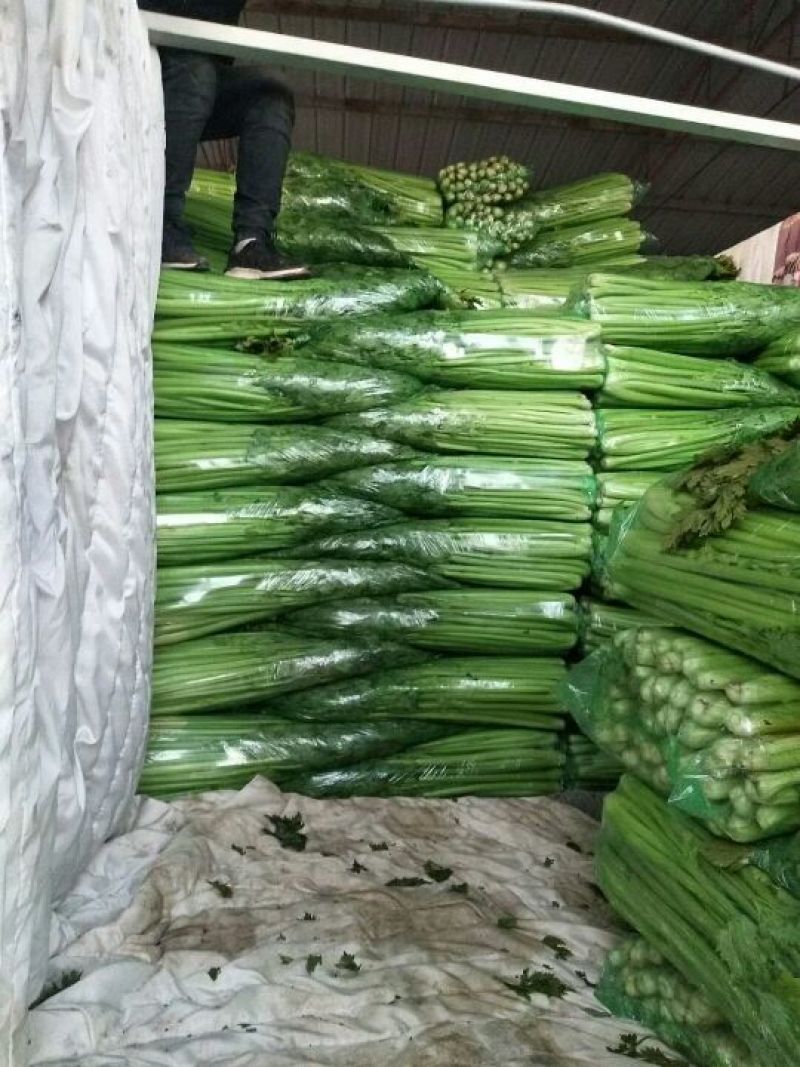 《精品》芹菜,大量上市中，产地发货，质量保证，欢迎选购