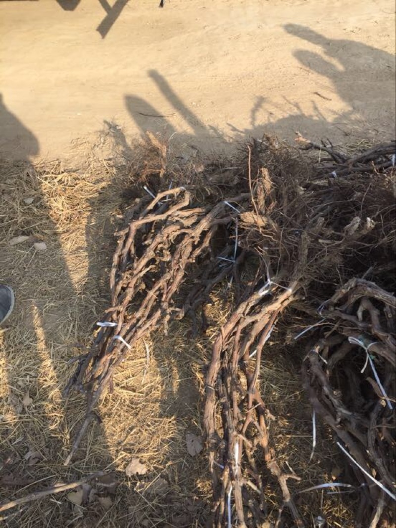 葡萄苗3年150~200cm