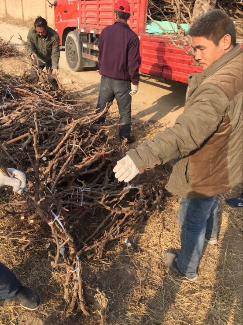 葡萄苗3年150~200cm