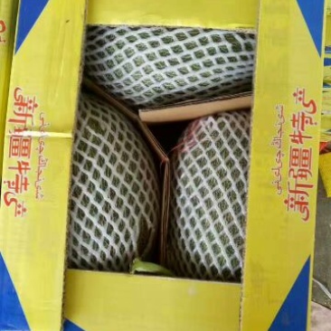 甜瓜晓蜜25东方蜜脆蜜牛奶蜜瓜