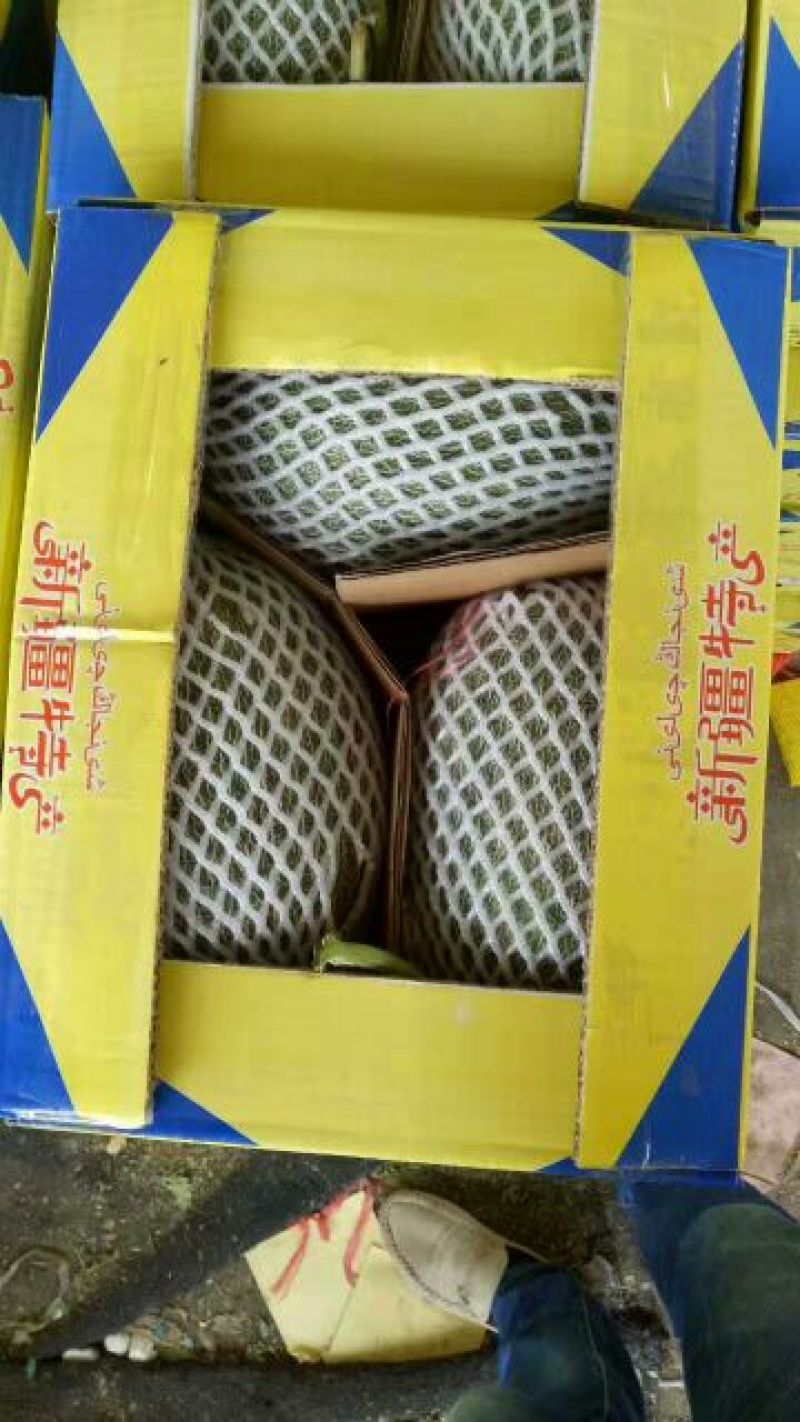 甜瓜晓蜜25东方蜜脆蜜牛奶蜜瓜