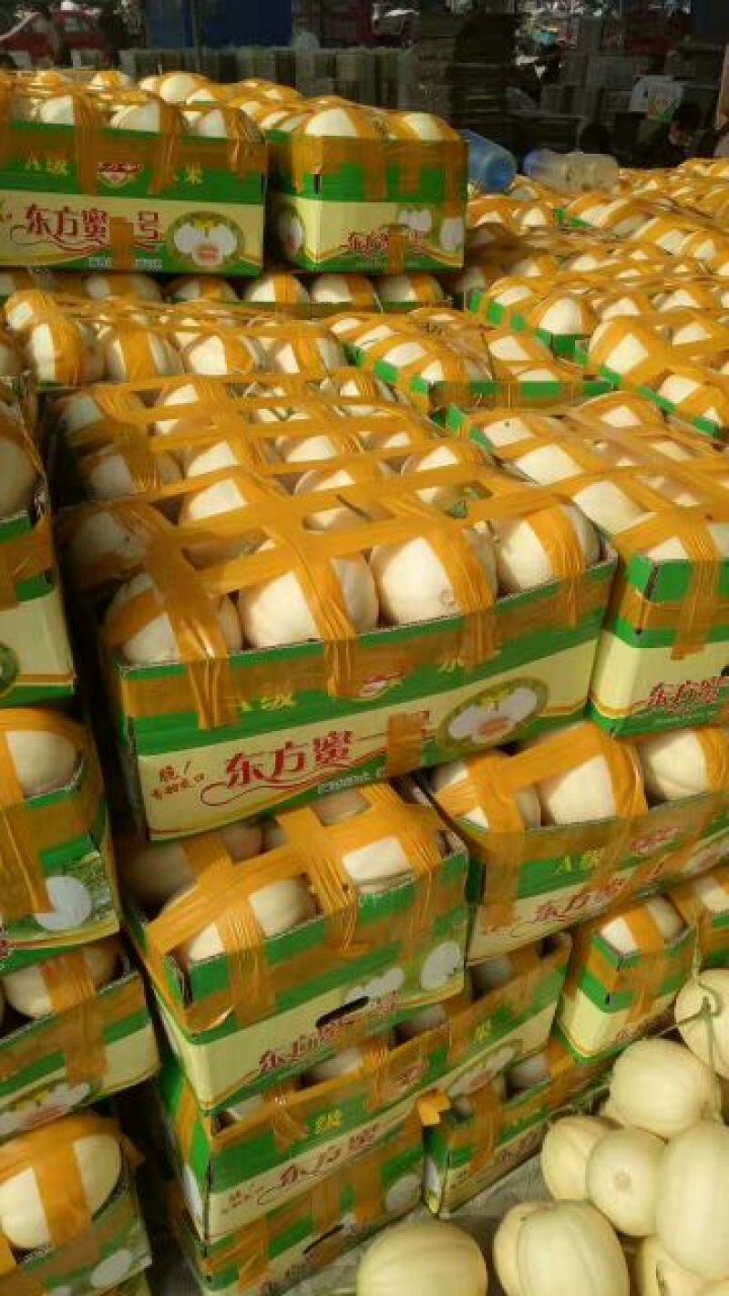 甜瓜晓蜜25东方蜜脆蜜牛奶蜜瓜