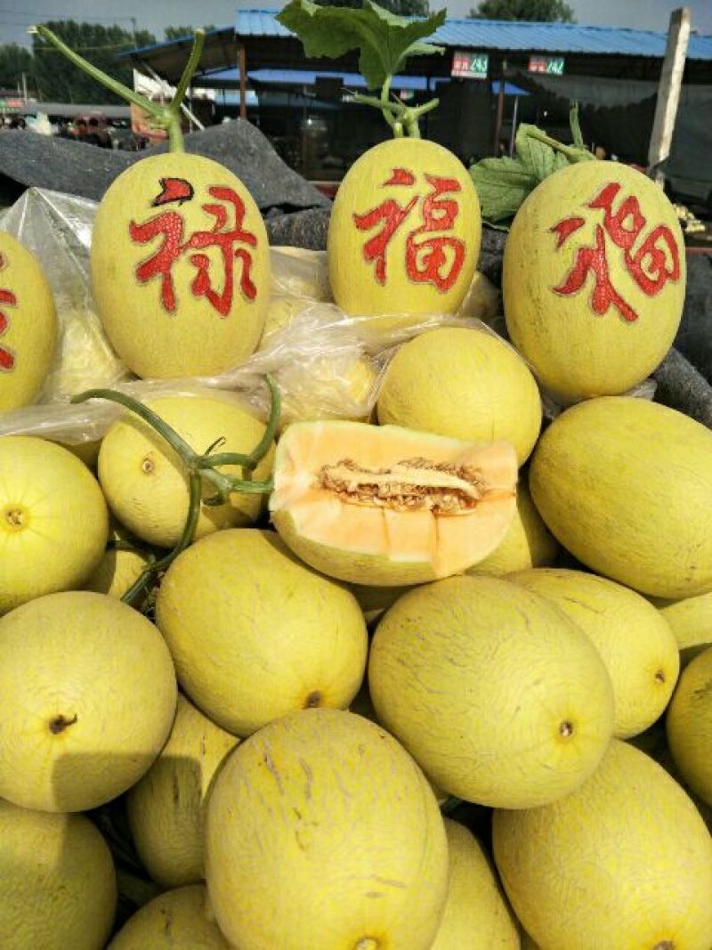 甜瓜晓蜜25东方蜜脆蜜牛奶蜜瓜