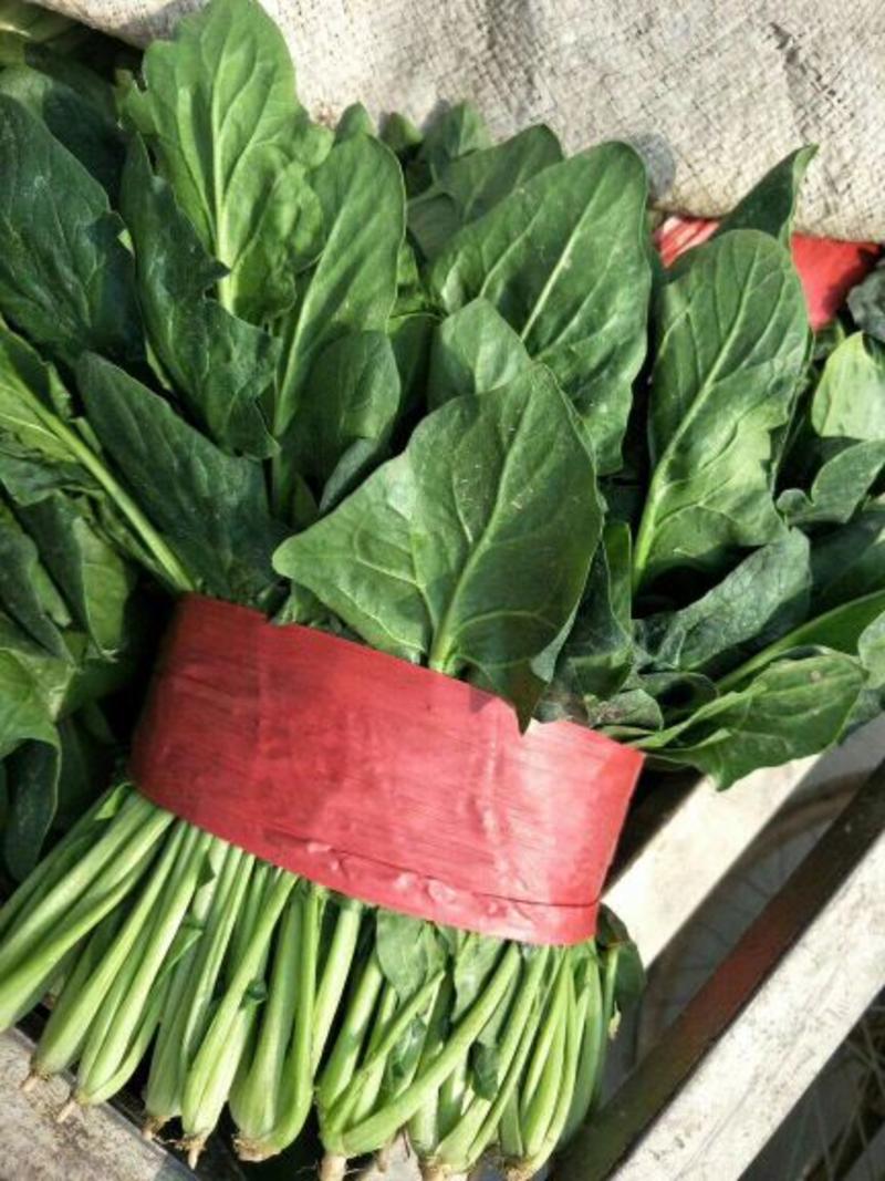 菠菜，黑叶菠菜25-30厘米，新鲜现挖，货源充足欢迎咨询