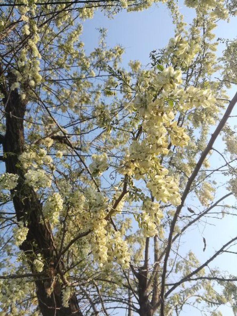 槐花蜜2斤