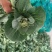 菜苔20~30cm